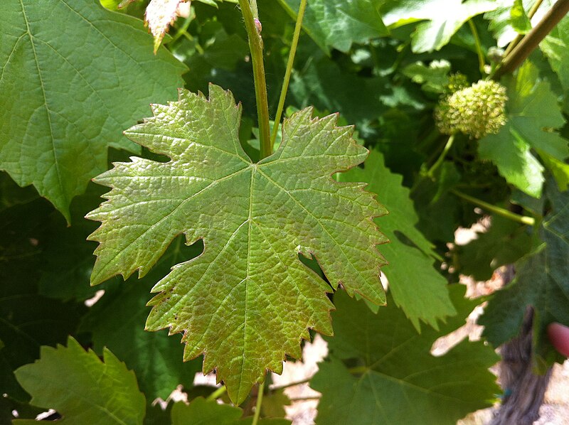 File:Lemberger blaufrankisch leaf at Red Willow.jpg