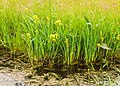 Beekdallandschap van de Lendevallei. Moerasvegetatie en biotoop.