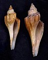 Duas conchas da espécie L. elongatus, em vista inferior; espécimes da coleção do Museu de História Natural de Leiden (o espécime de maiores dimensões no início deste verbete).