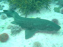 Леопардовая акула на А-образной раме DSC04076.JPG