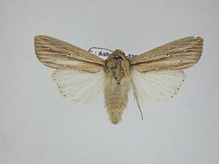 <i>Leucania lapidaria</i> Species of moth