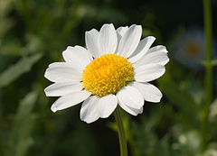 Description de l'image Leucanthemum paludosum May 2008.jpg.