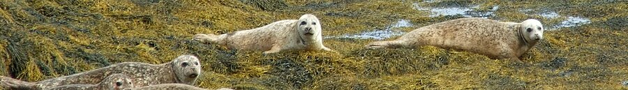 Isle of Lewis page banner