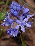 Thumbnail for Hyacinthoides italica