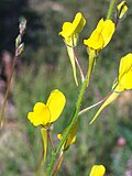 Miniatura para Linaria spartea