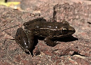 Lithobates neovolcanicus.jpg