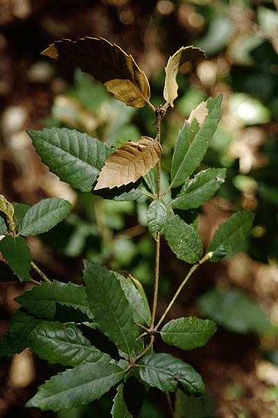 File:Lithocarpus densiflorus leaves4.jpg