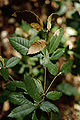 Foliage, with tip death due to Phytophthora ramorum