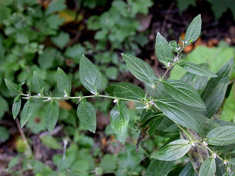 File:Lithospermum officinale 15-p.bot-lith.offi-039.jpg