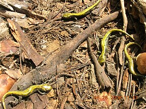 Long-toed salamander