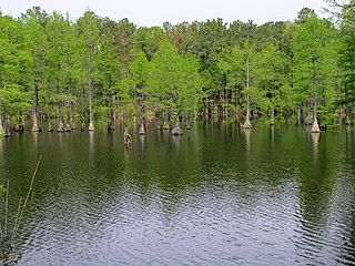 <span class="mw-page-title-main">Carvers Creek State Park</span> State park in North Carolina, United States