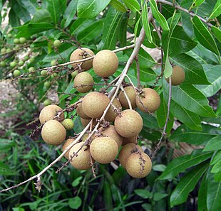 Longan (Dimocarpus longan). Frugter og blade Foto: Dinkum