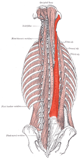 Longissimus