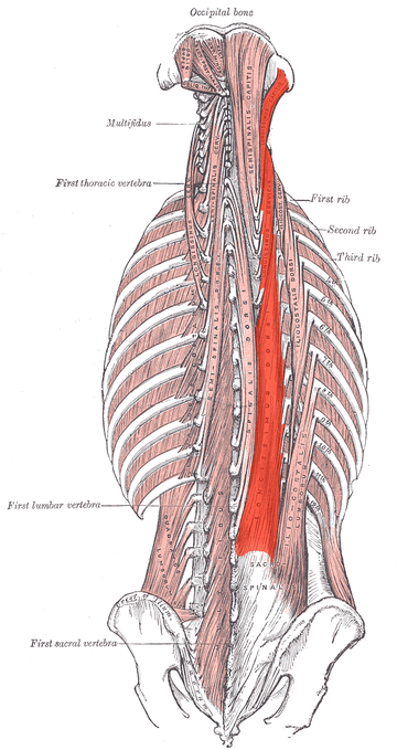 Muscle longissimus