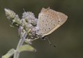 * Nomination Common Copper (Lycaena phlaeas). Adana, Turkey. --Zcebeci 06:32, 6 August 2016 (UTC) * Promotion Good quality. --Poco a poco 07:49, 6 August 2016 (UTC)