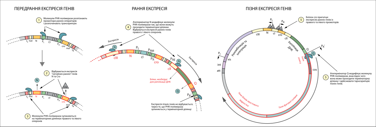 Ранние гены фага лямбда