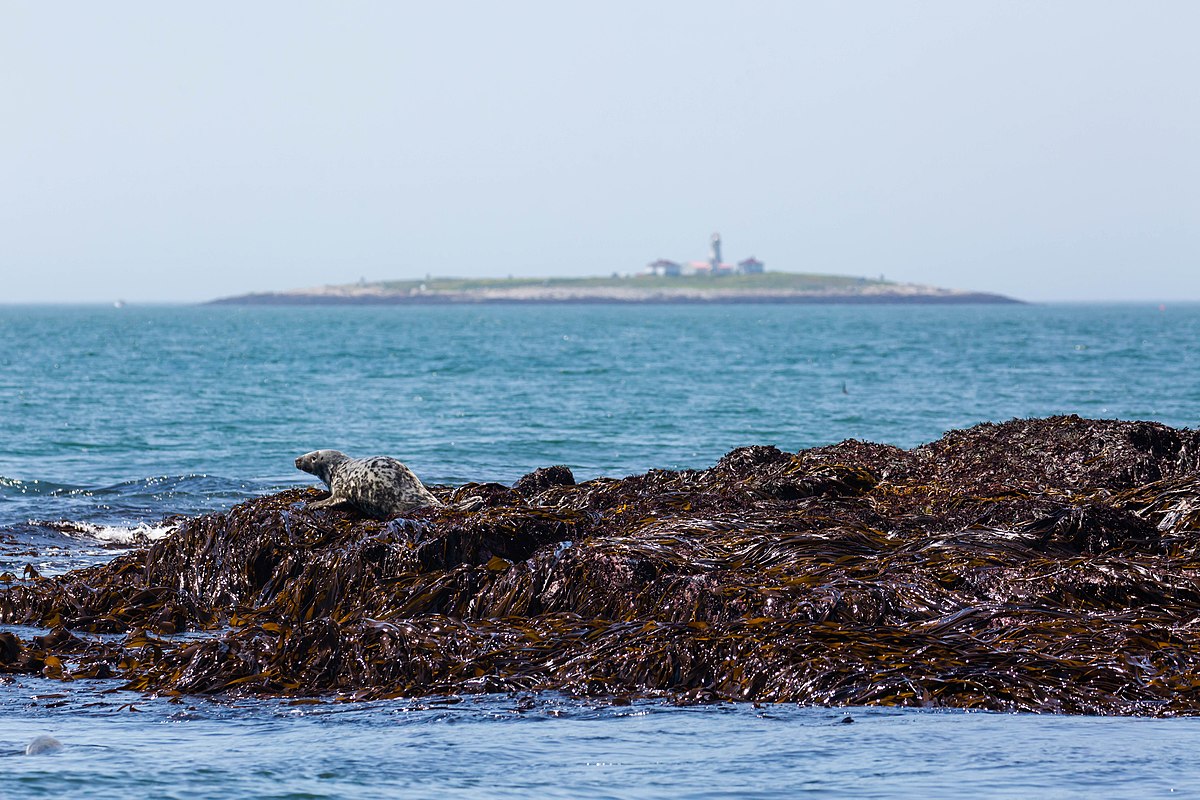 Machias Seal Island - Wikipedia