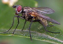 Macquartia-grisea-Tachinid-fly-20120406d.JPG