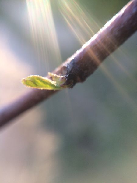 File:Macro - A baby tree exploring world for first time.JPG