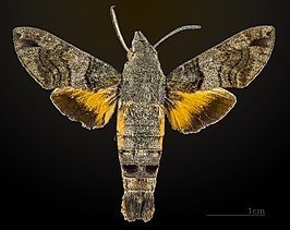 Macroglossum affictitia