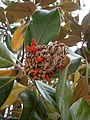 Magnolia grandiflora fruit