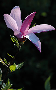 Magnolia liliiflora - Wikipedia, la enciclopedia libre