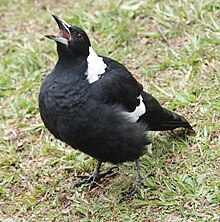 Social mechanisms: aggressive display of an Australian magpie Magpie, aggressive.JPG