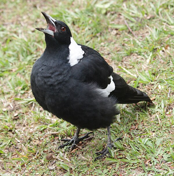 Social mechanisms: aggressive display of an Australian magpie