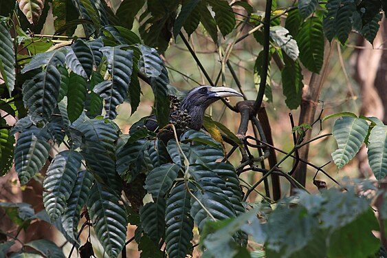 Malabar Grey Hornbill