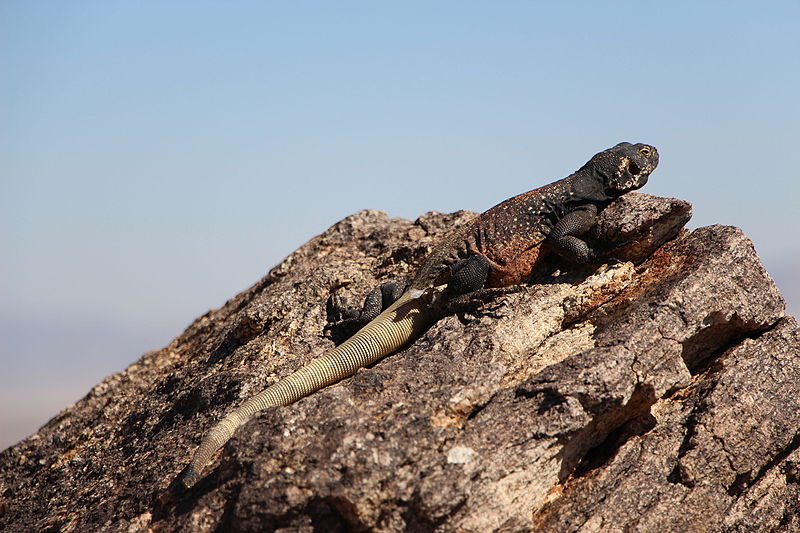 File:Male Common Chuckwalla (14816336207).jpg