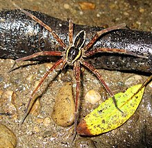 Male Dolomedes dondalei Male Dolomedes dondalei, Mangaio Stream, Whanganui National Park. Photo by Stella McQueen.jpg