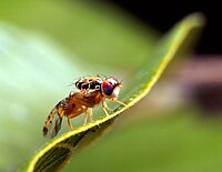 Ceratitis capitata, the Mediterranean fruit fly (Medfly) Male medfly close up insect.jpg