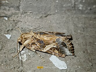 Male Male moth of Spodoptera litura.jpg