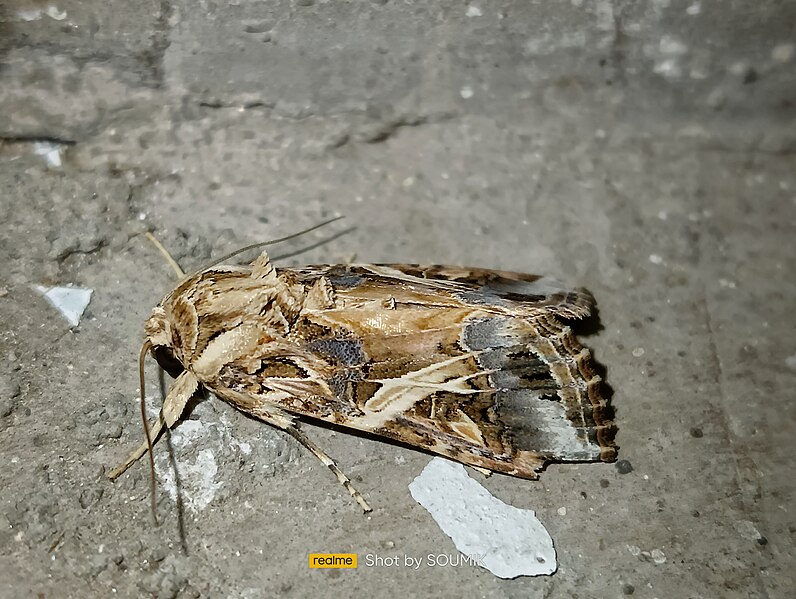 File:Male moth of Spodoptera litura.jpg