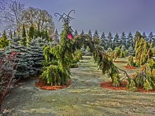 'Pendula' cultivar Manabe-nouen201605-07.jpg