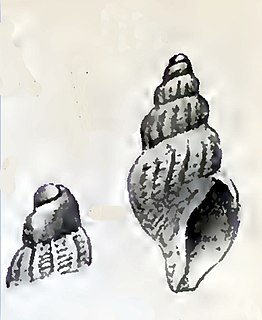 <i>Mangelia michaelseni</i> Species of gastropod