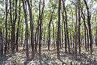 Mangrove Forest in Barguna, Bangladesh (2).jpg