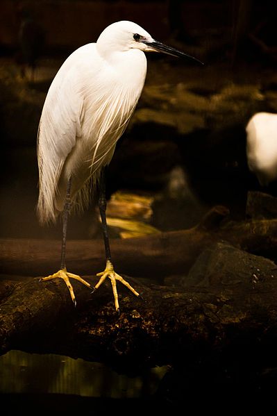 File:Manila Zoo Little Egret.jpg