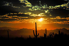 Flowers Marana Az