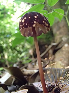 <i>Marasmius amazonicus</i> Species of fungus