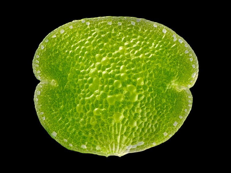 File:Marchantia polymorpha gemma.jpg