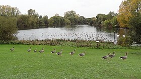 A Mayesbrook Park cikk illusztráló képe