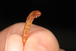 Mealworm detail (38482700490)