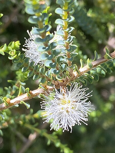 File:Melaleuca gibbosa white form.jpg