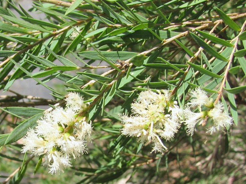 File:Melaleuca linariifolia.jpg