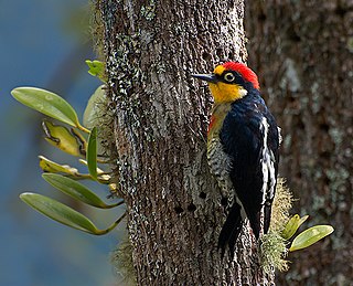 Yellow-fronted woodpecker Species of bird