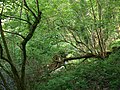 Thumbnail for File:Melincourt Falls Nature Reserve, Wales - 5723360876.jpg