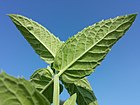 Mentha longifolia sl7.jpg