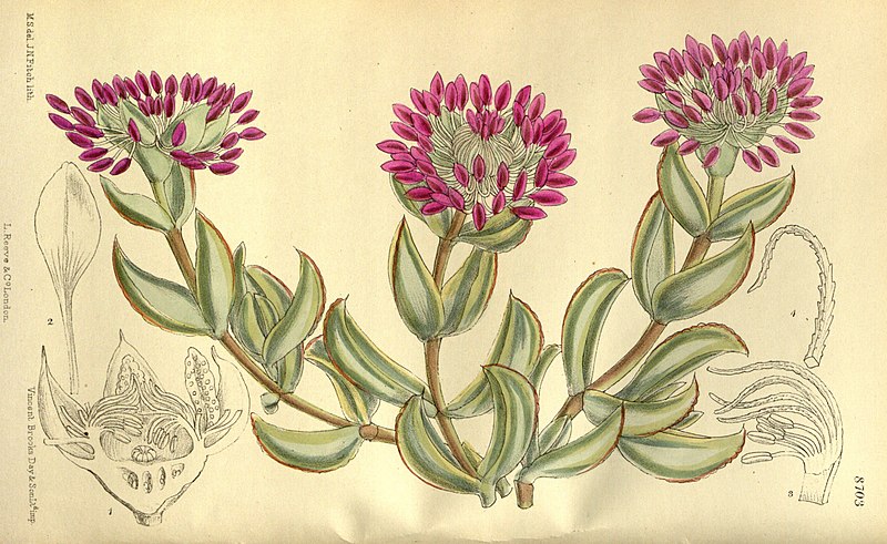 File:Mesembryanthemum pillansii 143-8703.jpg