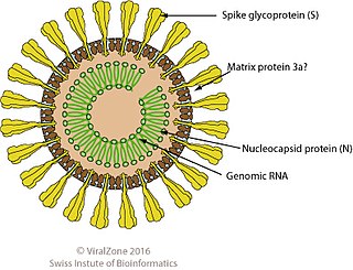 <i>Nanidovirineae</i> Suborder of viruses